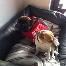 Fransk bulldog Fiona <3