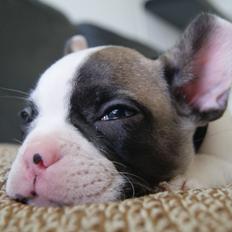 Fransk bulldog Hector