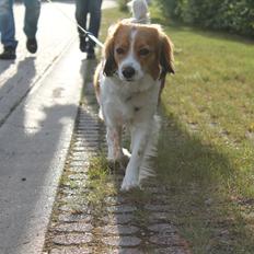 Kooikerhondje Sally