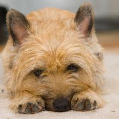 Cairn terrier Ebbe