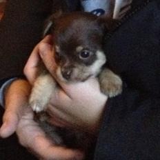 Blanding af racer Tarzan