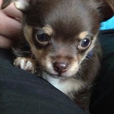 Blanding af racer Tarzan