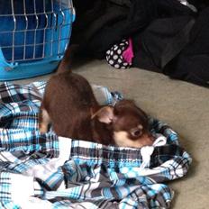 Blanding af racer Tarzan