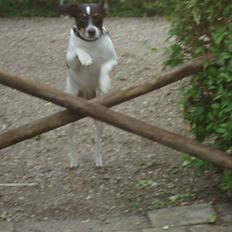 Dansk svensk gaardhund Bodil Kær