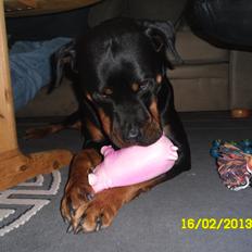 Rottweiler vom Dornenhof Tiffany
