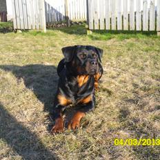 Rottweiler vom Dornenhof Tiffany