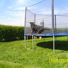 Rottweiler vom Dornenhof Tiffany