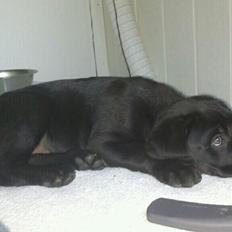 Blanding af racer king