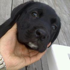 Blanding af racer king