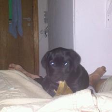 Blanding af racer king