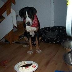 Grosser schweizer sennenhund Hundebølls Kesler  (Himmelhund)