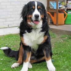 Berner sennenhund maisie
