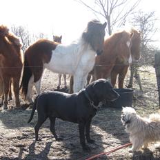 Blanding af racer Sasha