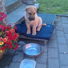 Blanding af racer Basse