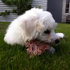 Coton de tulear Pilgaards Coton Ludvig ``Den Blå´´