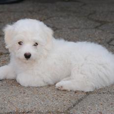 Coton de tulear Pilgaards Coton Ludvig ``Den Blå´´