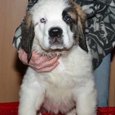 Sankt bernhardshund Rabomba Boss Barfod