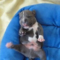 Staffordshire bull terrier Iceman Sama Slodycz