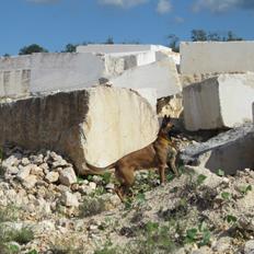 Malinois Halley vom Lobertal
