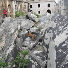 Malinois Halley vom Lobertal