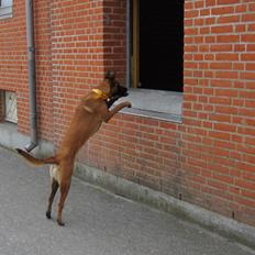 Malinois Halley vom Lobertal