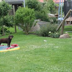 Labrador retriever SALLY