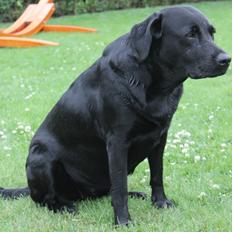 Labrador retriever SALLY