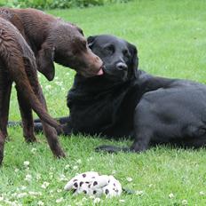 Labrador retriever SALLY