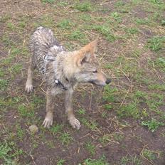 Tjekkoslovakisk ulvehund Bertrand's Gotto