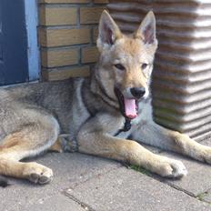 Tjekkoslovakisk ulvehund Bertrand's Gotto