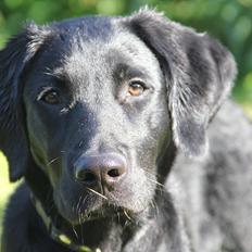 Labrador retriever Balou