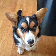Welsh corgi cardigan Nelly