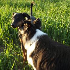 Shetland sheepdog Bella