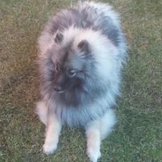 Keeshond Molly