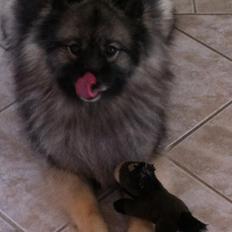 Keeshond Molly
