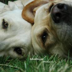 Labrador retriever Senta [BABY]