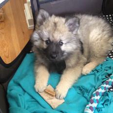 Keeshond Wenkje's Orix Aske 
