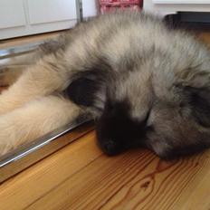Keeshond Wenkje's Orix Aske 