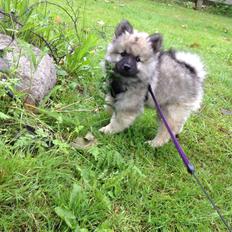 Keeshond Wenkje's Orix Aske 