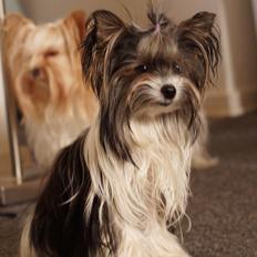 Biewer yorkshire terrier Hamila