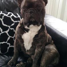 Fransk bulldog <3 Cocopops <3