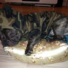 Fransk bulldog <3 Cocopops <3