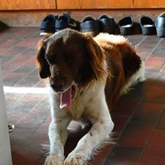 Kleiner münsterländer Jack