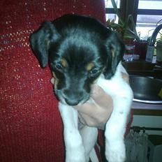 Dansk svensk gaardhund Frank