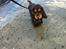 Cocker spaniel Dexter Breum (Silent Dawn Amazing Zack)