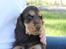 Cocker spaniel Dexter Breum (Silent Dawn Amazing Zack)