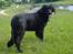 Blanding af racer Tess - 09/06/2013