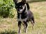 Chihuahua Chihuanas Blueberry Yum Yum - Evee - 10 juni 2013