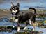 Chihuahua Chihuanas Blueberry Yum Yum - Evee - Evee på stranden d. 10 juni 2013