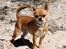 Chihuahua Chihuanas Flush of Hearts - Momo - Smukke Momo på stranden, d. 10/6 2013